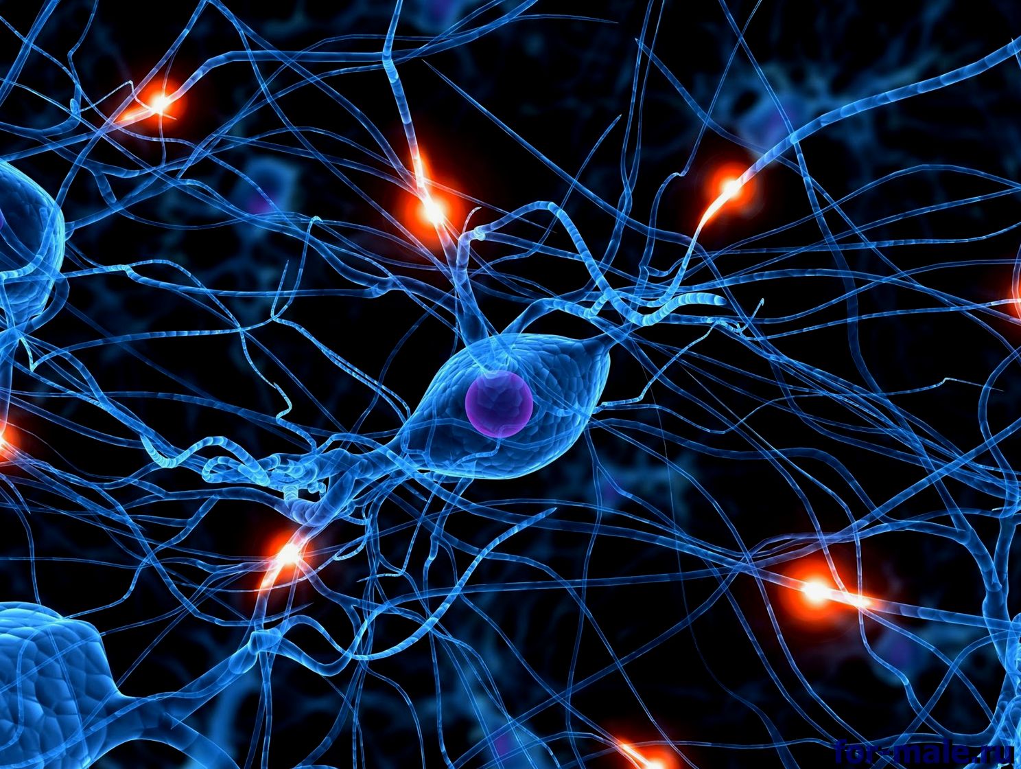 нейроны мышечной памяти
